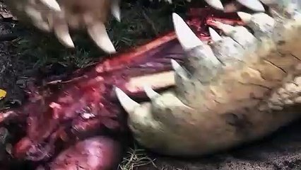 Un crocodile du Nil se bat contre un troupeau d'hippopotames