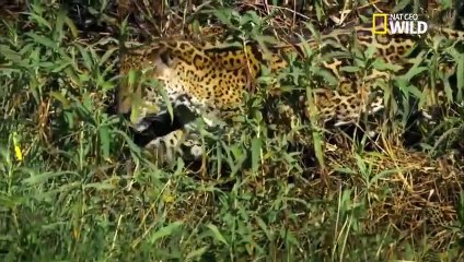 Un jaguar prend en chasse un caïman (2)
