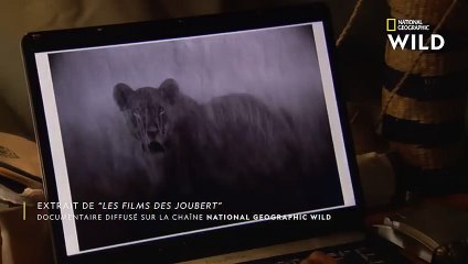 Un énorme python avale un impala au milieu de leur campement