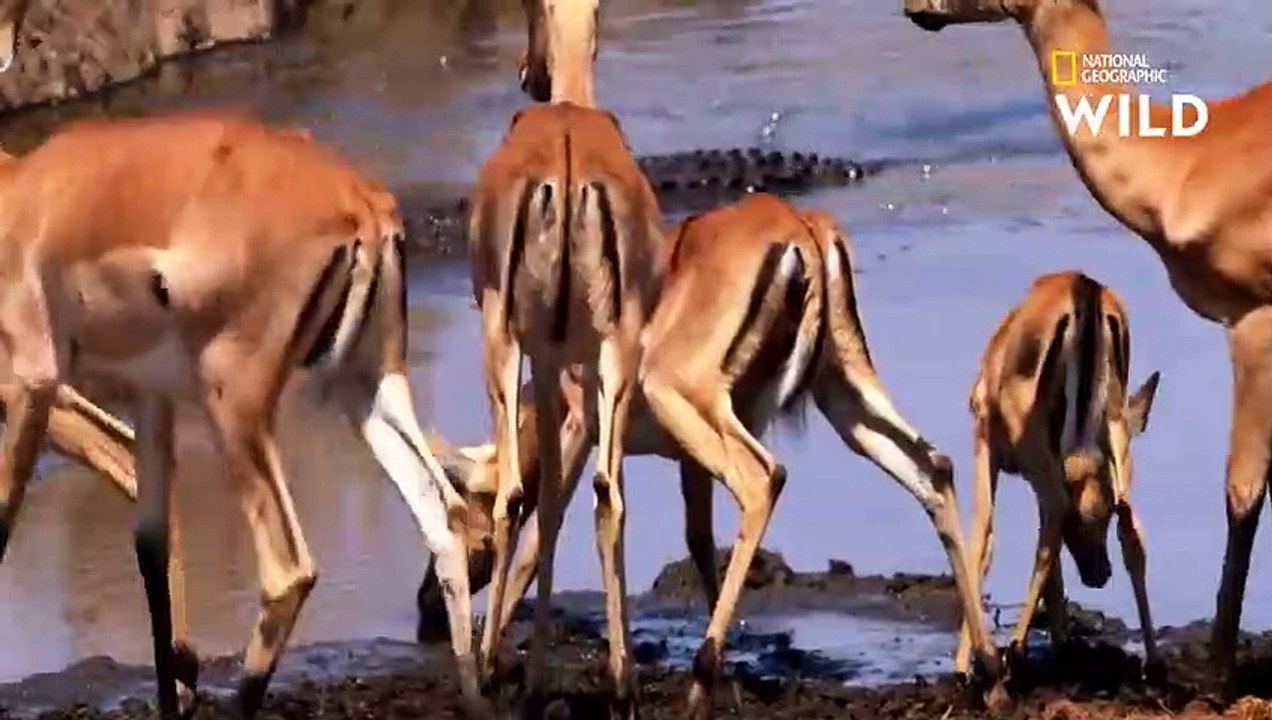 Un jeune impala s'abreuve à côté d'un crocodile en embuscade