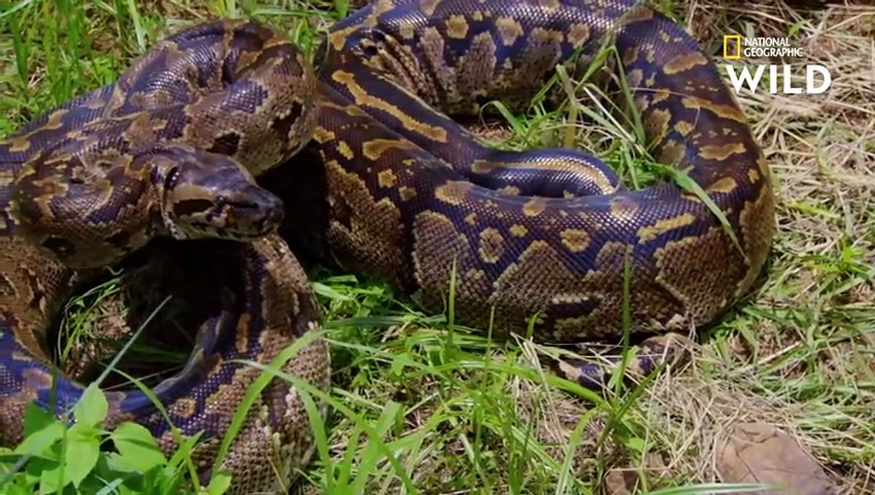 Un python de Seba capture un jeune impala