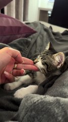 Kitten Sleeps Deeper Than The Mariana Trench