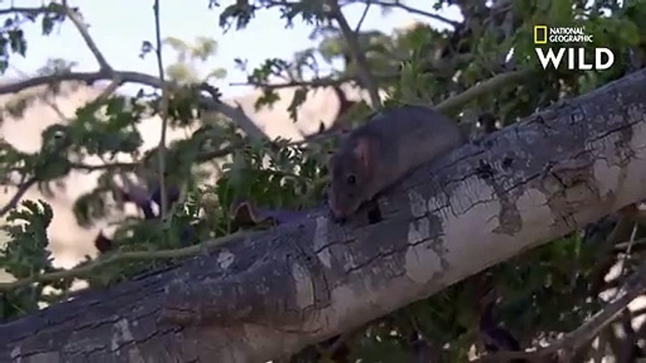 Une seule dose du venin du mamba noir suffit à tuer 40 Hommes