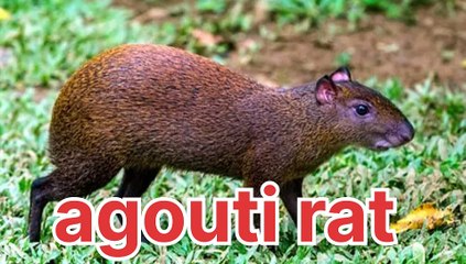 Forest animals name in english part 2 #animals #animallover #wildlife #animalname #animalfunny