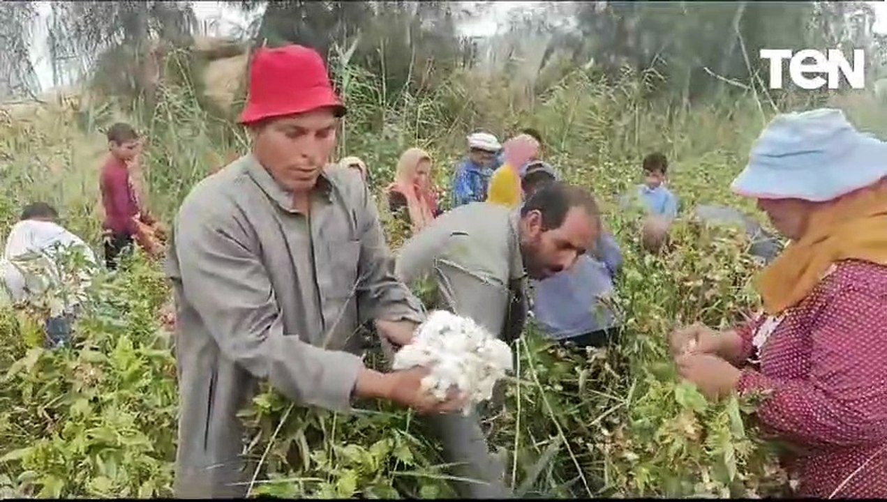 بدء موسم جني الذهب الابيض في الشرقية .. القطن فتح في غيطان مصر