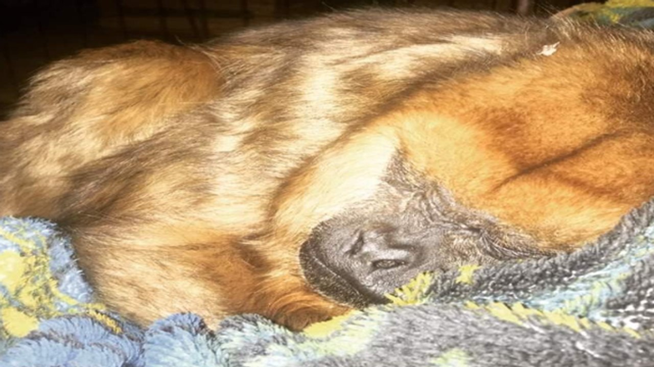Panchita
