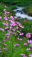 A Symphony of Serenity - Relaxing Instrumentals- Stress Release- Meditation