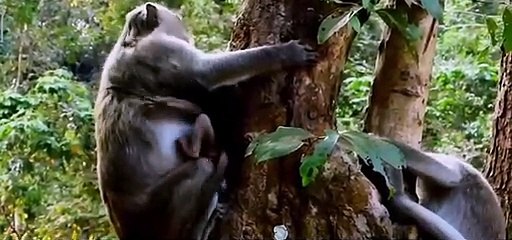 (Tổng hợp) Chú khỉ con đáng thươngPoor baby monkeys.. Part 2.8