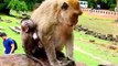 Part 4.Baby monkeys being bullied by big monkeys in the herd