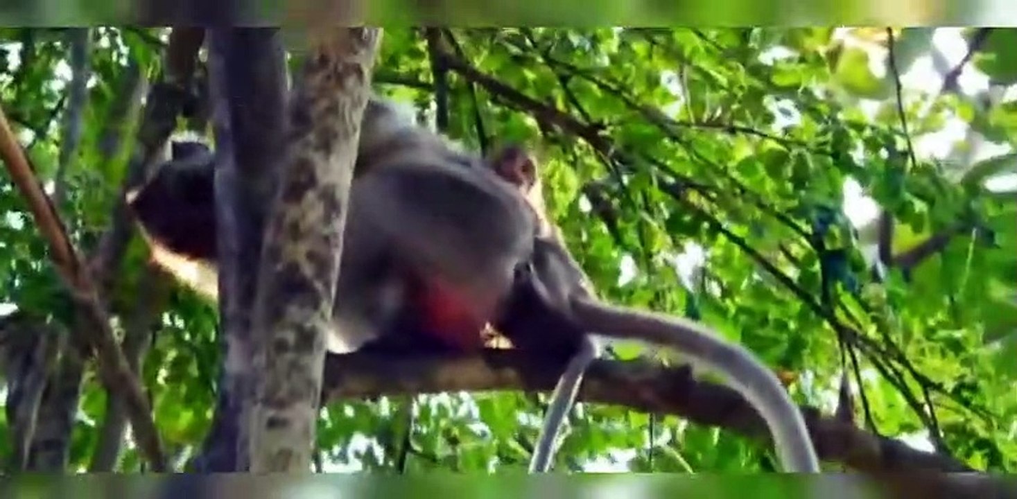 Part 5. The baby monkeys are bullied by big monkeys in the herd