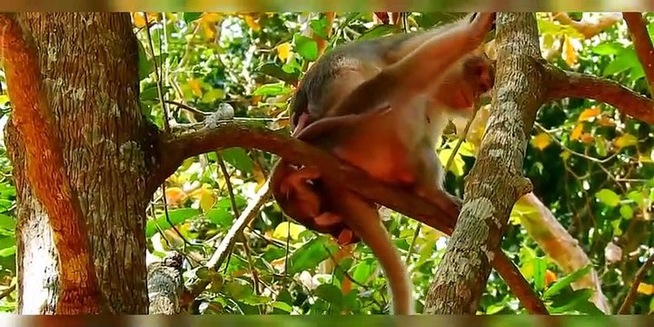 Part 7. The baby monkeys are bullied by big monkeys in the herd