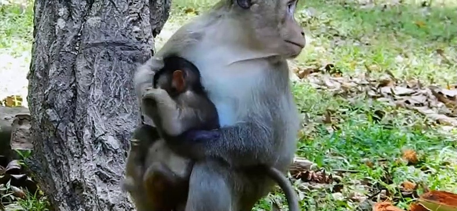 Part 9. The baby monkeys are bullied by big monkeys in the herd