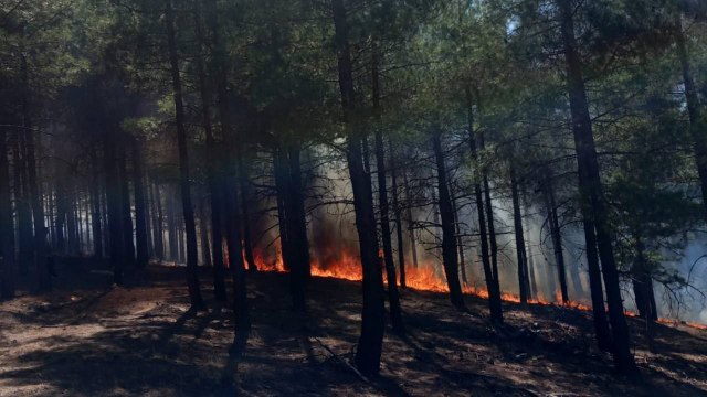 İzmir ve Adana'da orman yangını