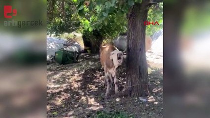 İki inekte kuduz bulguları görüldü, çiftlik karantinaya alındı