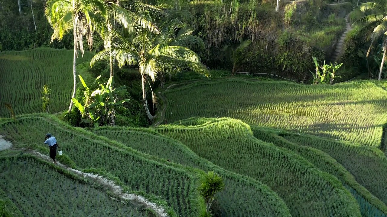 15 Video Pemandangan sawah Pemandangan Sawah Indah