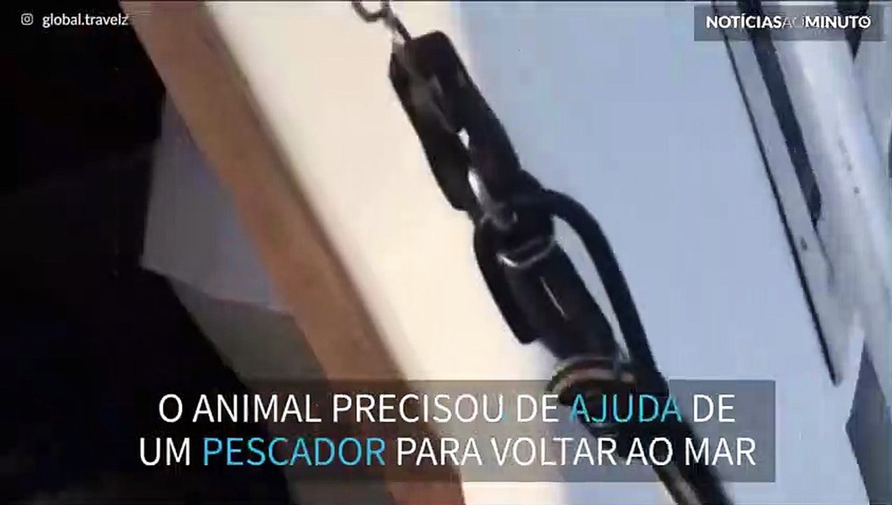 Tubarão salta e fica preso em popa de barco
