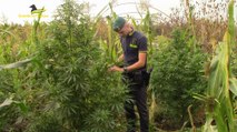 Teverola (CE) - Sequestrata coltivazione di marijuana: 3 denunce (16.09.23)