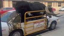 'Bull stuffed in a car!' - Outlandish bull encounter leaves Nebraskans confused