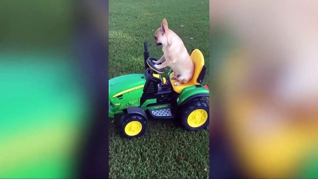 Paws and Chuckles: Hilarious Dog Antics Unleashed: Roll Over in Laughter with Our Paw-some Pooches