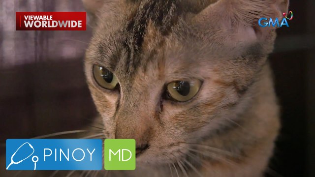 Sakit na dala ng dumi ng pusa, paano nga ba nakakaapekto sa katawan ng tao? | Pinoy MD