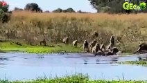 25 Scary Moments Baboons Get Injured When Confronting Crocodiles, Lions, Leopards   Animal Fight