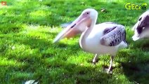 30 Ferocious Moments Of Hungry Birds Devouring Their Prey Mercilessly   Animal Fight