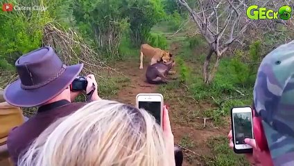 30 Horrific Moments When Deadly Horns Crush Predators   Animal Fight