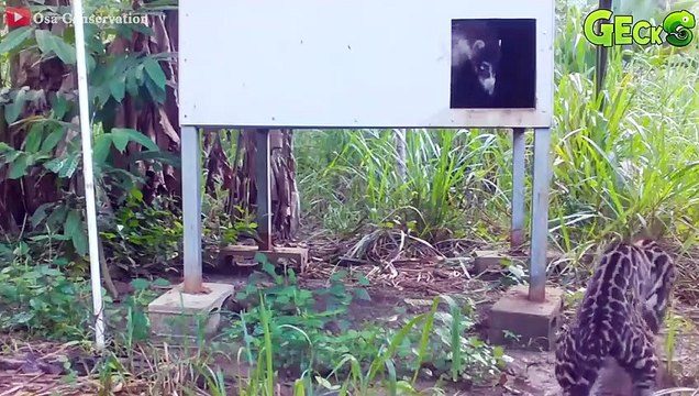 10 Deadliest Big Cats Dangerous Moment When Big Cat Hunts Animal Fight