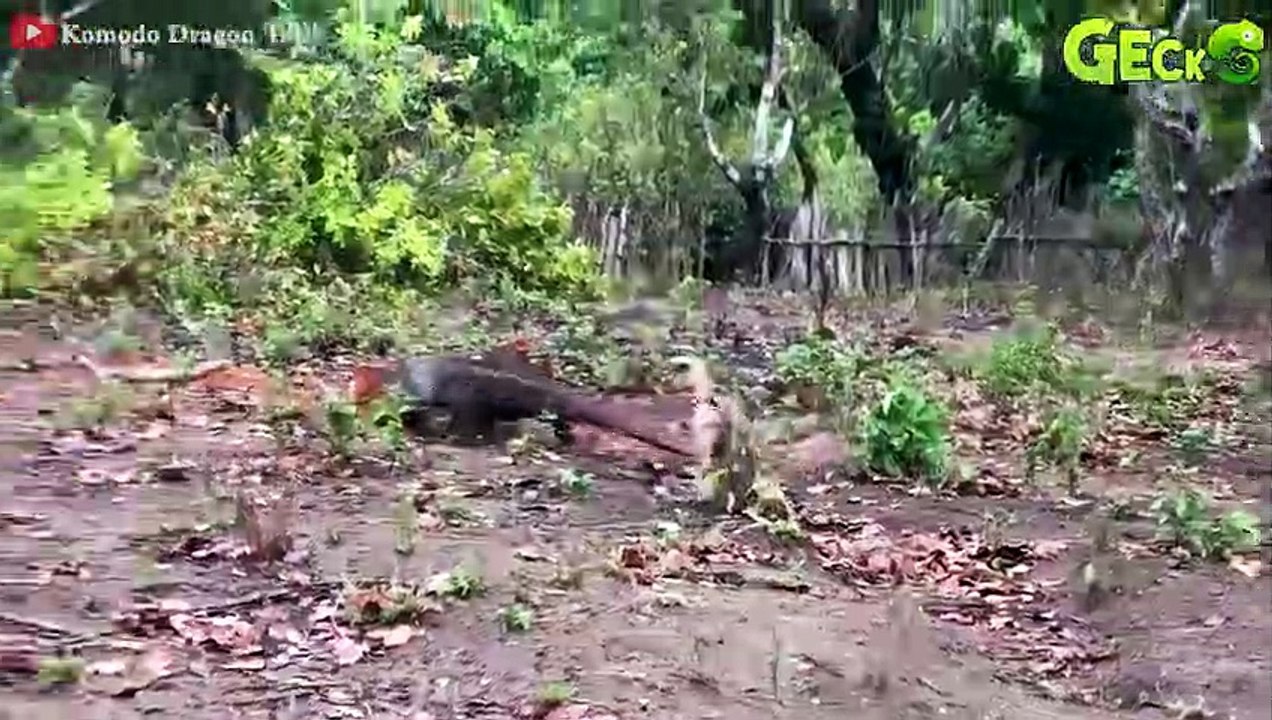 30 Moment Dire! Giant Komodo Dragon Attacks Monkey Too Brutal   Monkey K.illers