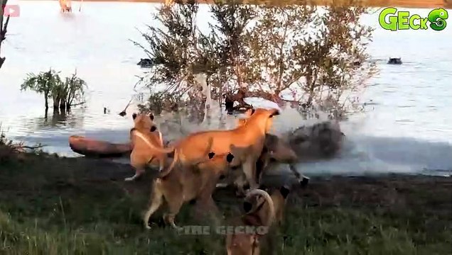 30 Moments Crocodile Attacks Lions, Zebras And Other Animals Animal Fight