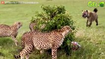 30 Moments Brown Hyenas Fight Leopards, Lions, Wild dogs - Leopard's Nightmare   Animal Fight