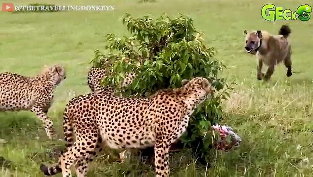 30 Moments Brown Hyenas Fight Leopards, Lions, Wild dogs - Leopard's Nightmare Animal Fight