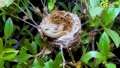 30 Moments Stupid Pitbull Attacks Giant Python, What Will Happen Next   Dog vs Python