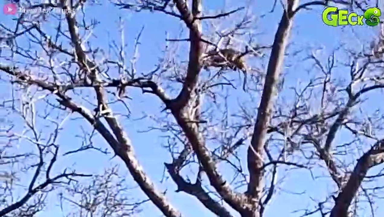 30 Moments Leopards Show Their Power Fights With 100 Baboons When Entering Their Territory To Hunt