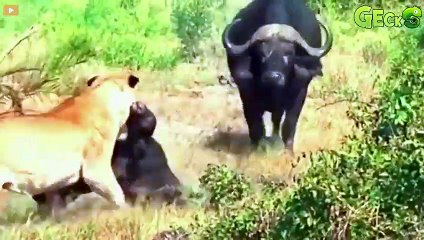 30 Moments Lion Feels Anguish As It Cannot Protect Its Cubs From The Aggressive Herd Of Buffalo