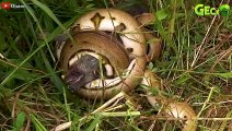 30 Moments Stupid Python Hungry with the Wrong Rival, What Happens Next   Wild Animal Hunting Epic