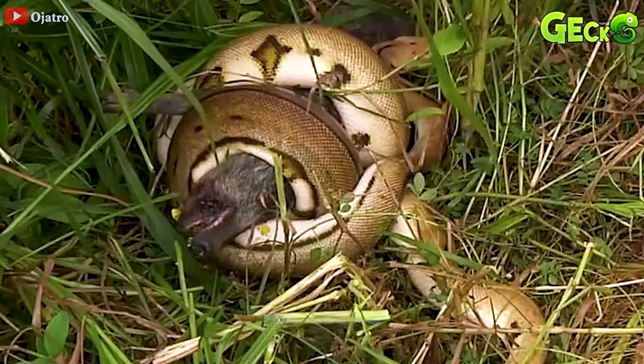 30 Moments Stupid Python Hungry with the Wrong Rival, What Happens Next   Wild Animal Hunting Epic