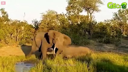 30 Moments When Hunters Agonize Over The Sharp Horns Of Their Prey   Animal Fight