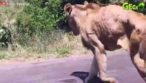 30 Moments When Lions Fight With Opponents And Only 3 Legs Left   Animal Fight