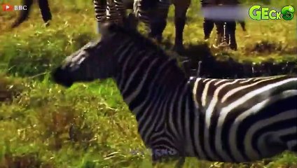 30 Painful Moments! Lion With Leopard Attack Wild Horse In Their Territory, Will Wild Horse Survive