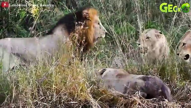 30 Moments Wild Hyenas Face the Deadliest Predators in the Wild Animal Fight