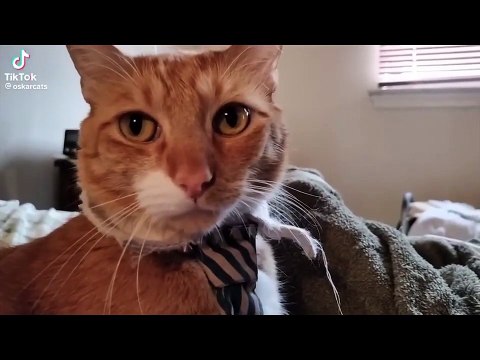 funny cats and dog compilation _cats and dogs funny fails _cats and dogs funniest videos