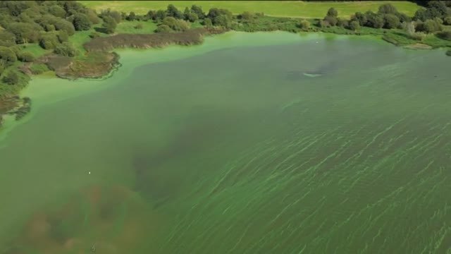 Un alga tóxica envenena el mayor lago de agua dulce de Reino Unido e Irlanda