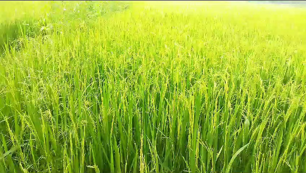 धान की फसल को थी पानी की आवश्यकता