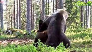 30 The Bear's Fatal Mistake Polar Bear Confronts Ferocious Predator   Animal Fight