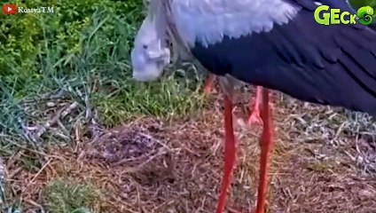 30 Terrifying Moments Newborn Animals Confront Their Parents   Worst Animal Parents