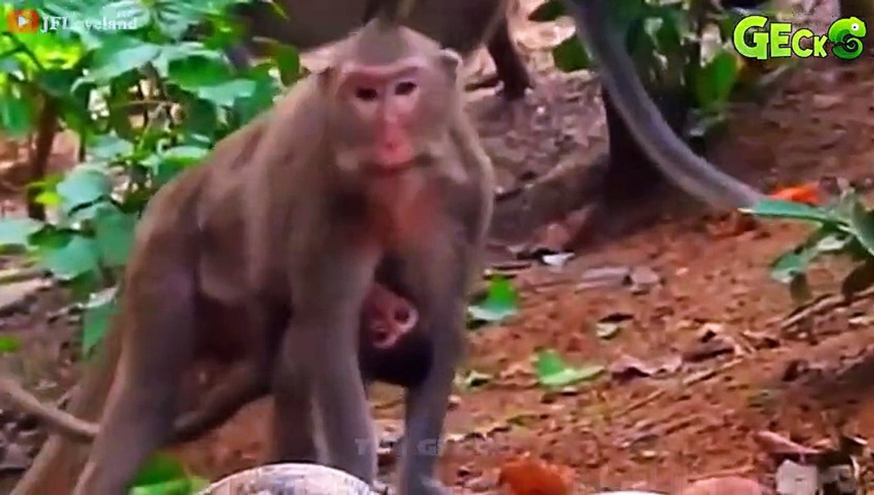 30 Terrifying Moments When Gorilla Tries To Escape From Giant Python, Can It Survive   Animal Fight