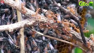 35 Brutal Moments Of Ants Hunting Bloodthirsty Prey   Animal Fight