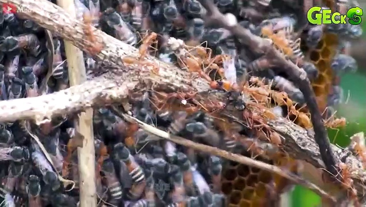 35 Brutal Moments Of Ants Hunting Bloodthirsty Prey   Animal Fight