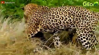 35 Bad Moments Leopards get injured while picking the wrong prey, what happens next   Animal Fight